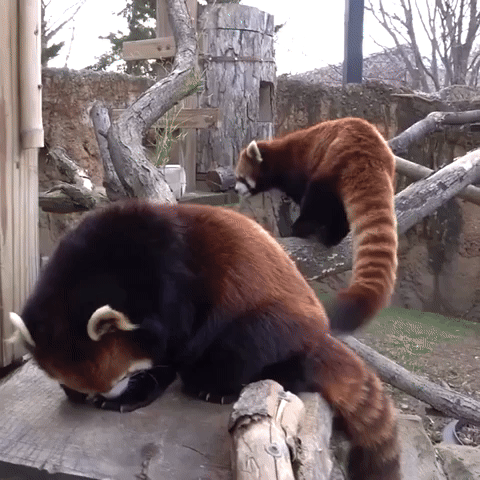 Red Pandas Enjoy Snack Time