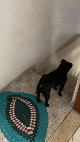 cuteanimalland giphyupload GIF