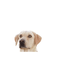 Dogs In Bandanas Sticker by Geekster Pets