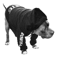 Dog Fashion Sticker by UNITE Hair