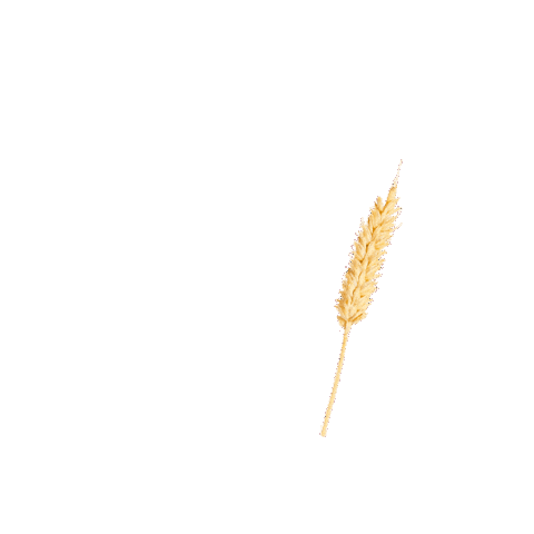 Wheat Nom Sticker by Only Paw You