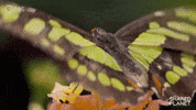 Flying Episode 1 GIF by PBS