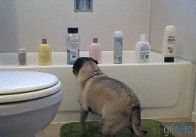pug knocking GIF