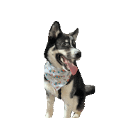 Curious George Tongue Out Sticker by Geekster Pets
