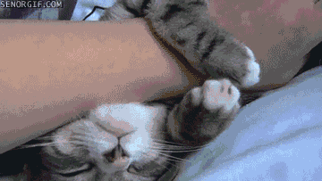 cat rubs GIF by Cheezburger