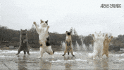 틴더스 GIF