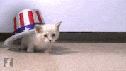 Independence Day Cat GIF