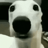 Perro Meme GIF