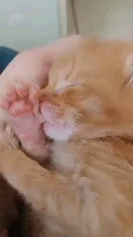 cuteanimalland giphyupload GIF