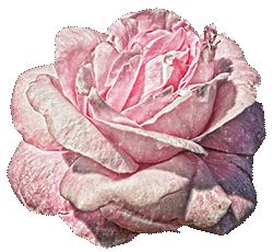 pink rose STICKER