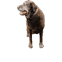 Brown Dog Sticker by JC Property Professionals