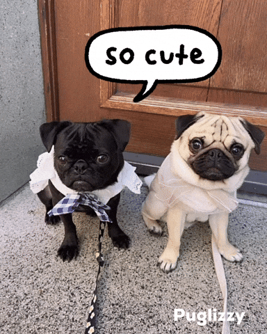 Pugs Hello GIF