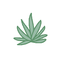 Plant Agave Sticker by stasherbag