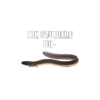 Dualesstudium Dhbw Sticker by vonheldenundgestalten