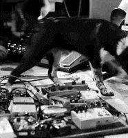 Black And White Dog GIF by Baroness