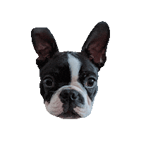 je_sappelle_patrick dog puppy patrick boston Sticker