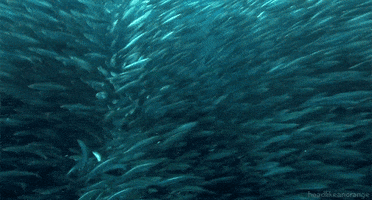 Sea Fish GIF