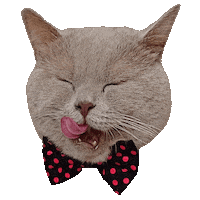 Cats Love Sticker by ogato_design