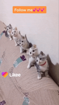 Awesome Cats GIF by Likee US