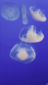 Happy Ocean GIF by Breathing Room