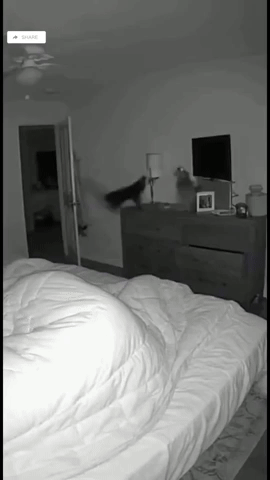 paolog67 giphyupload cats explosion panic GIF