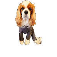 Dogs Love Sticker