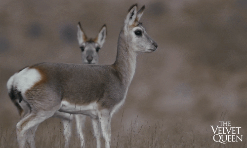 Wildlife Deer GIF by Madman Films