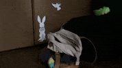 Video gif. In a room with a suitcase and backpack on the floor, a small owl slides out from behind the luggage and looks at us with wide eyes.