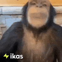 Monkey Yes GIF by ikas