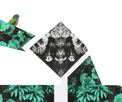 Birds Collage Sticker by Gifes Con Ensalada