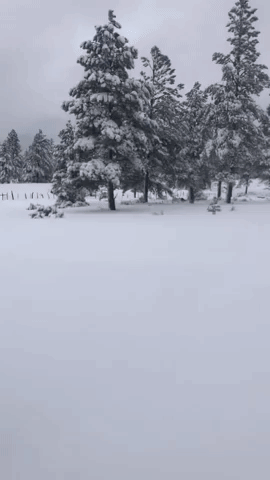 Dogs Enjoy Snow in Arizona as Flagstaff Sees Record Fall
