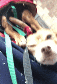 new york city dog GIF by Gottalotta