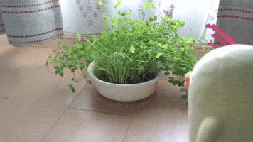 豆苗さんにブラッシング brushing bean sprouts