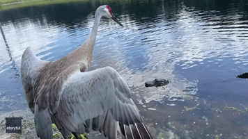 Crane and Alligator in 'Spicy' Backyard Faceoff in Florida