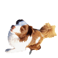 dog joy Sticker by Tales&Tails