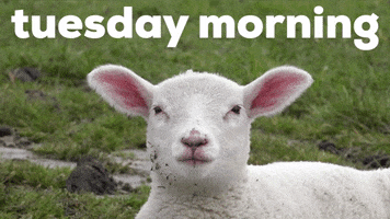Video gif. A white sheep stares back at us, licks its lips, and appears to yawn. Text, "Tuesday morning."