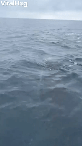 Whale Mugging Happens for First Time Whale Watcher