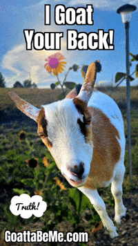 I Got You Pets GIF by Goatta Be Me Goats! Adventures of Java, Toffee, Pumpkin and Cookie!