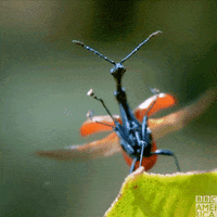 Wildlife Madagascar GIF by BBC America