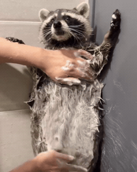 Guardians Of The Galaxy Rocket GIF by Respective