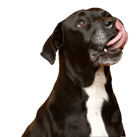 Sticker by Hungry Bark