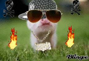 picture pig GIF