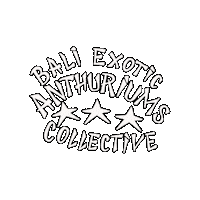 baliexoticanthuriums bali anthurium beac baliexoticanthuriums Sticker