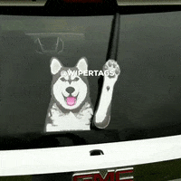 dog malamute GIF by WiperTags Wiper Covers