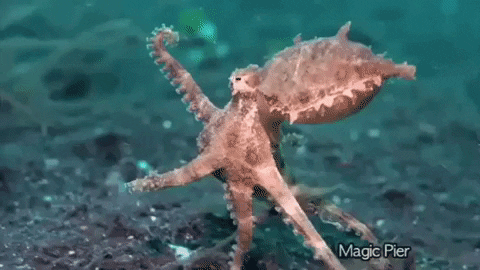 octopus running GIF by OctoNation