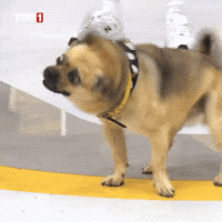 Dogs Kopek GIF by TRT