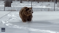 Snow Much Fun! Bears Play in Snow at New York Wildlife Center