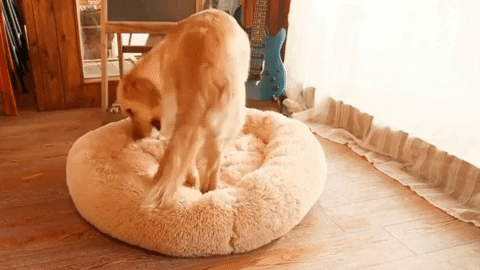 WoofAddict giphygifmaker GIF