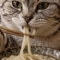 Hungry Tabby Cat GIF