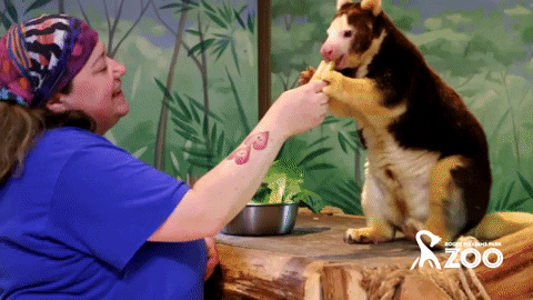 Animal Care Zookeeper GIF by Roger Williams Park Zoo